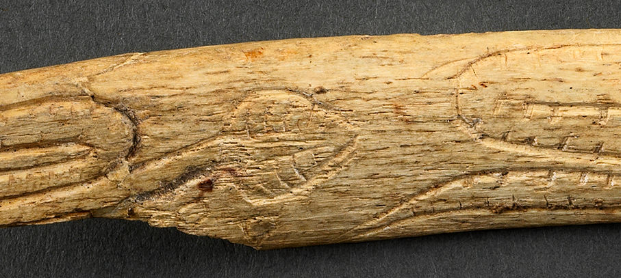 Côte gravée figurant des serpents Grotte des Rideaux à Lespugue (Haute-Garonne) Magdalénien (vers – 15 000 ans) probable