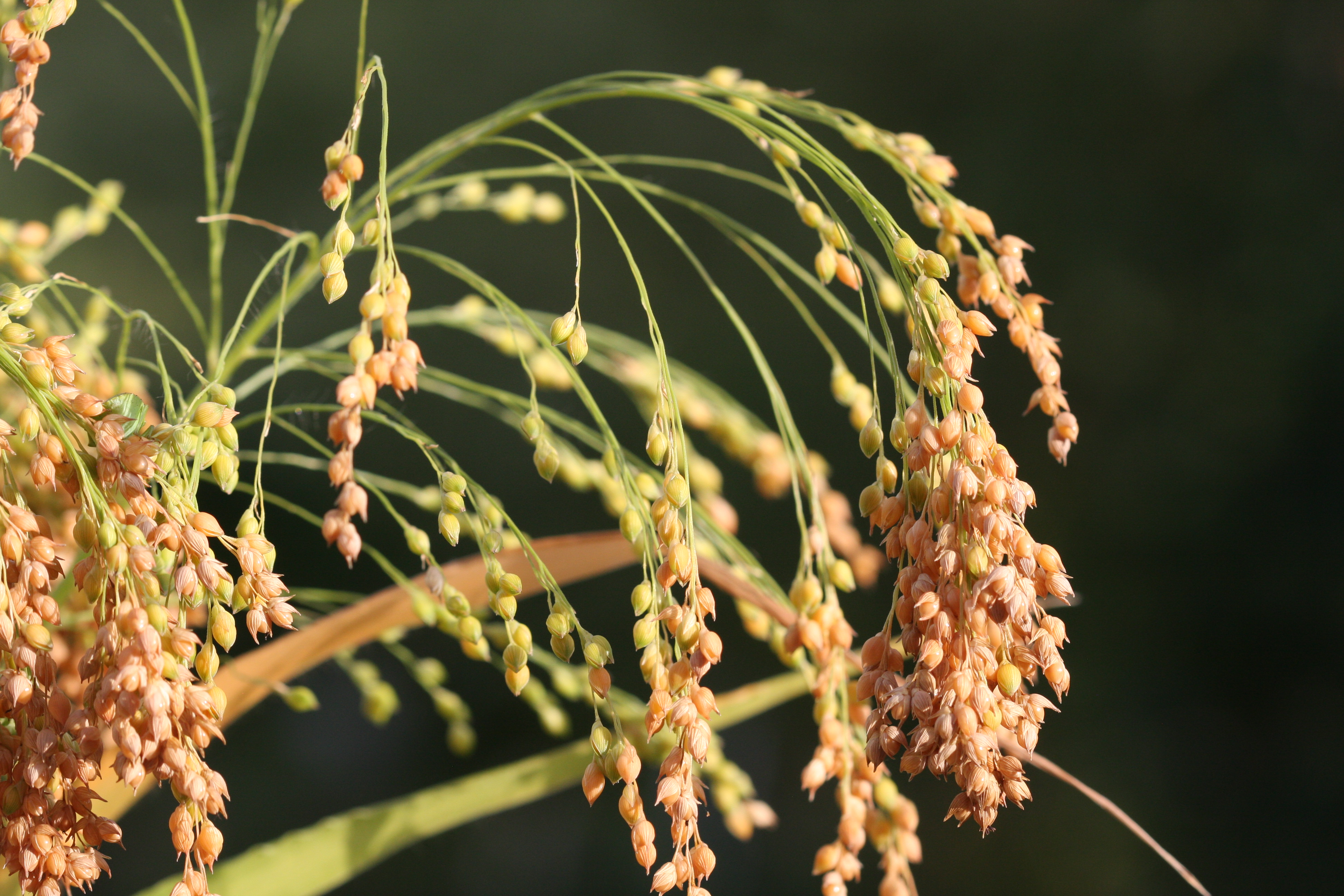 Millet commun