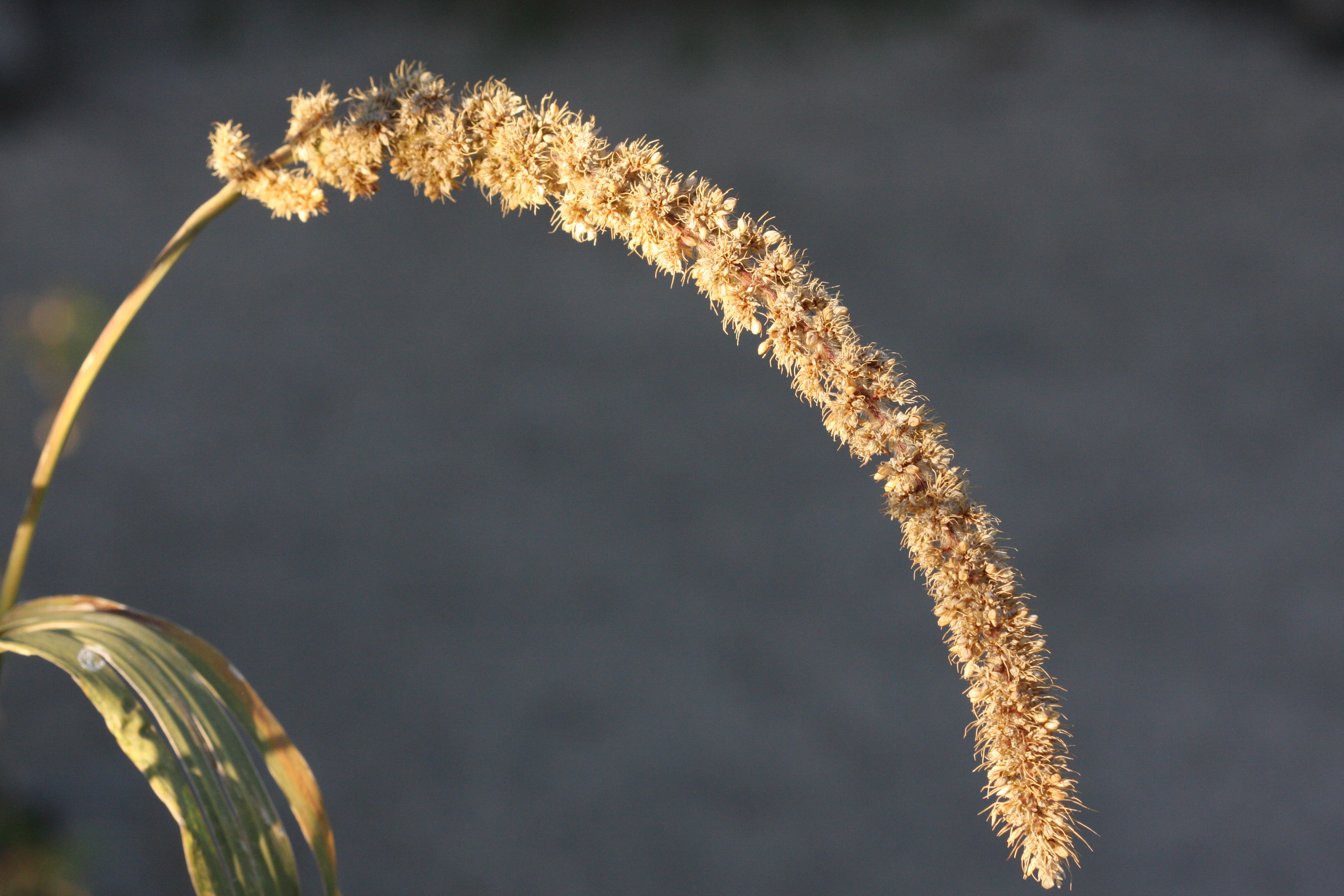 Millet des oiseaux