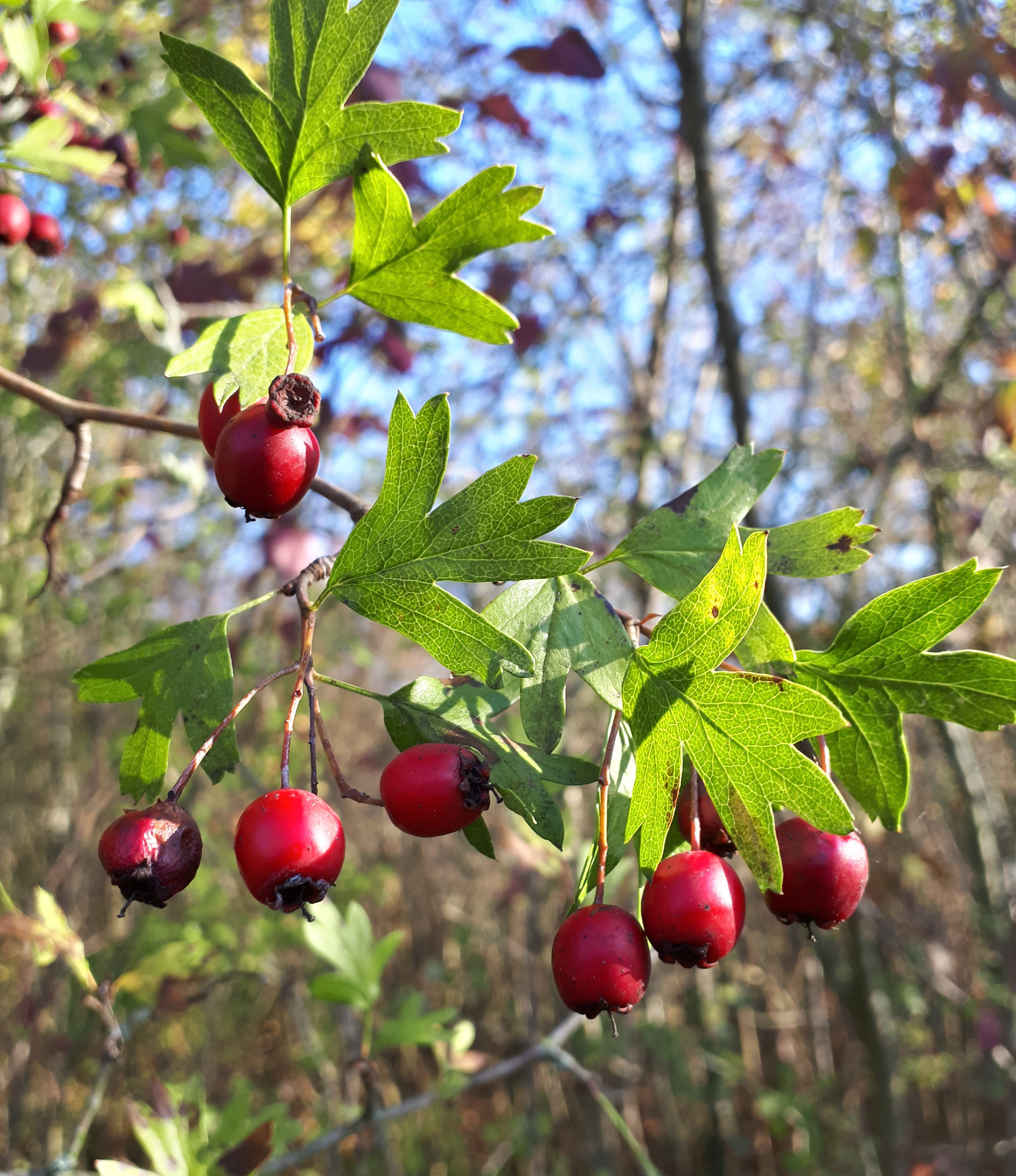 Plantes âge du Bronze - Aubépine