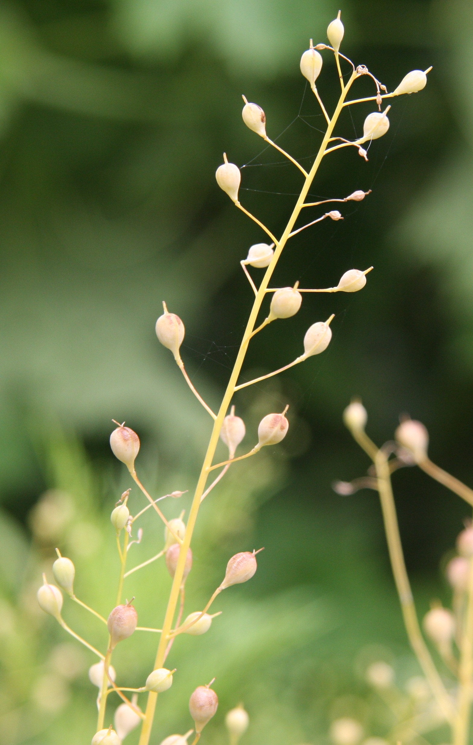 Plantes âge du Bronze - Caméline