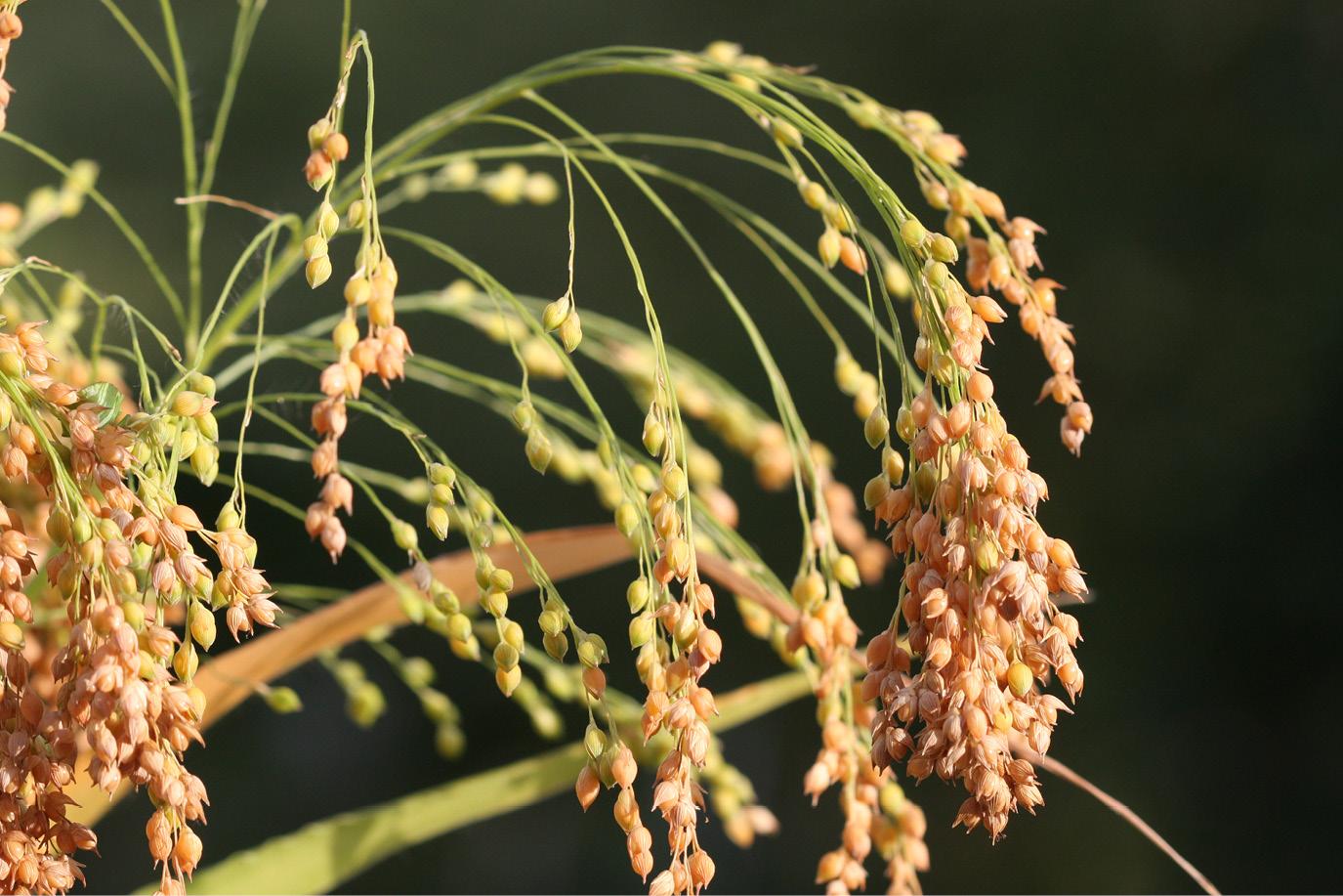 Photo de millet commun